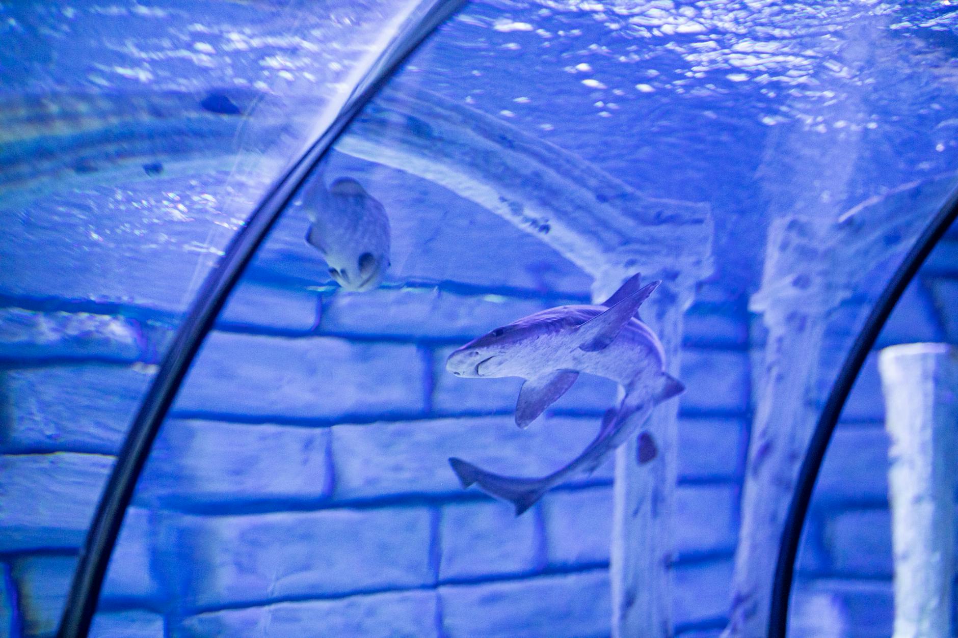 Lisbon Oceanarium central tank with sharks and schools of fish
