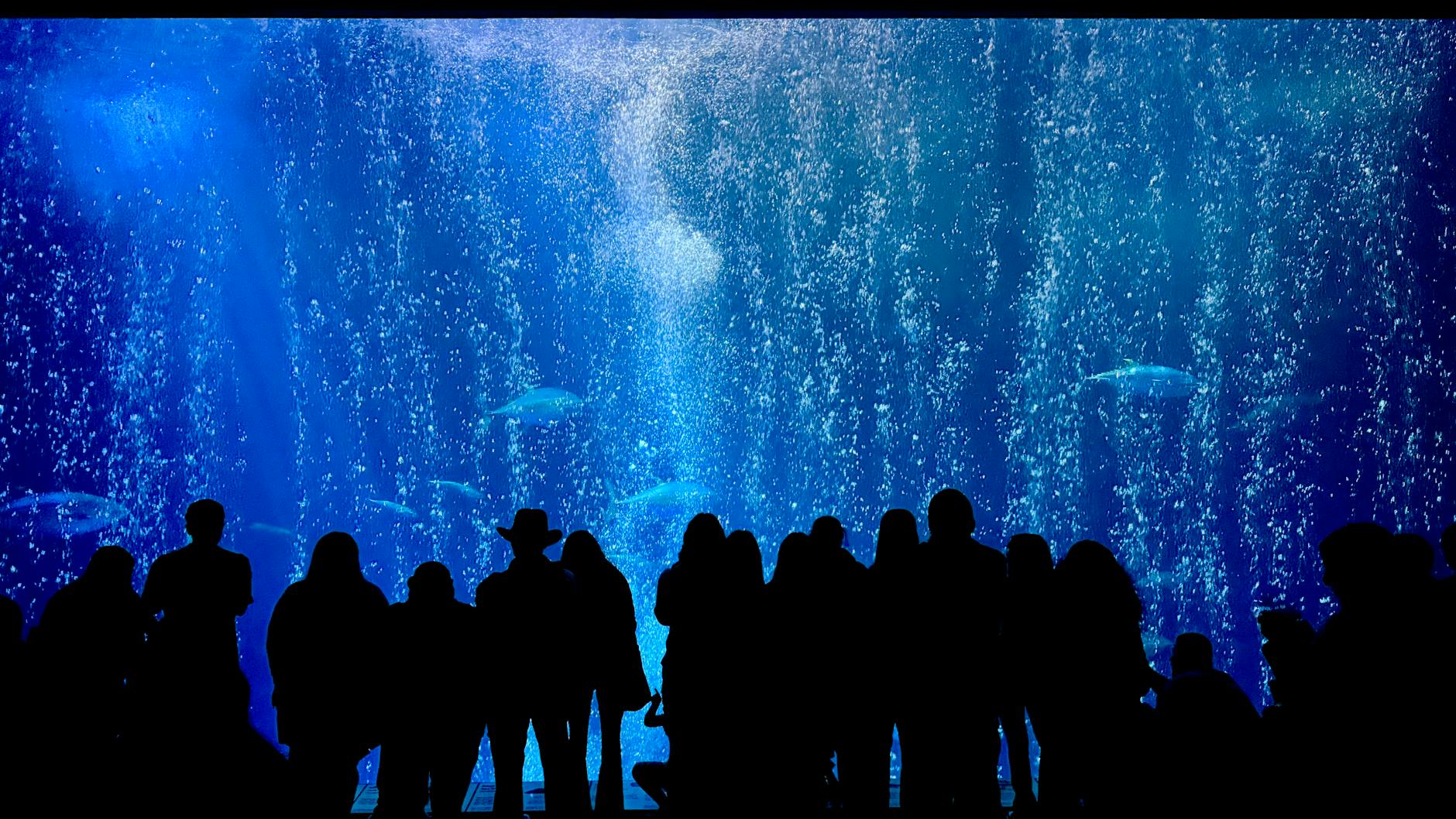 Family with children watching marine life through glass at Lisbon Oceanarium