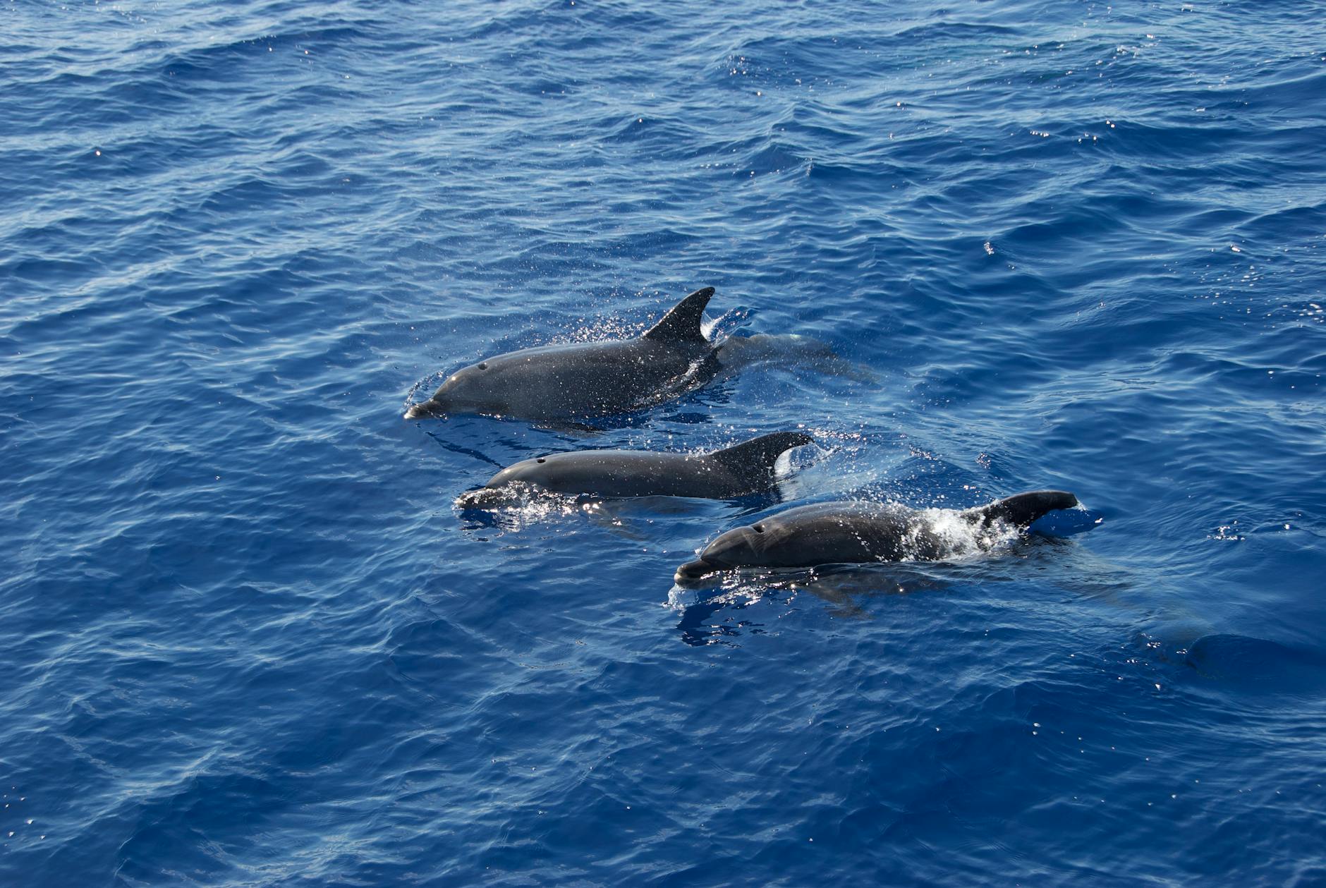 Dolphins swimming in blue ocean near Madeira Portugal bottlenose