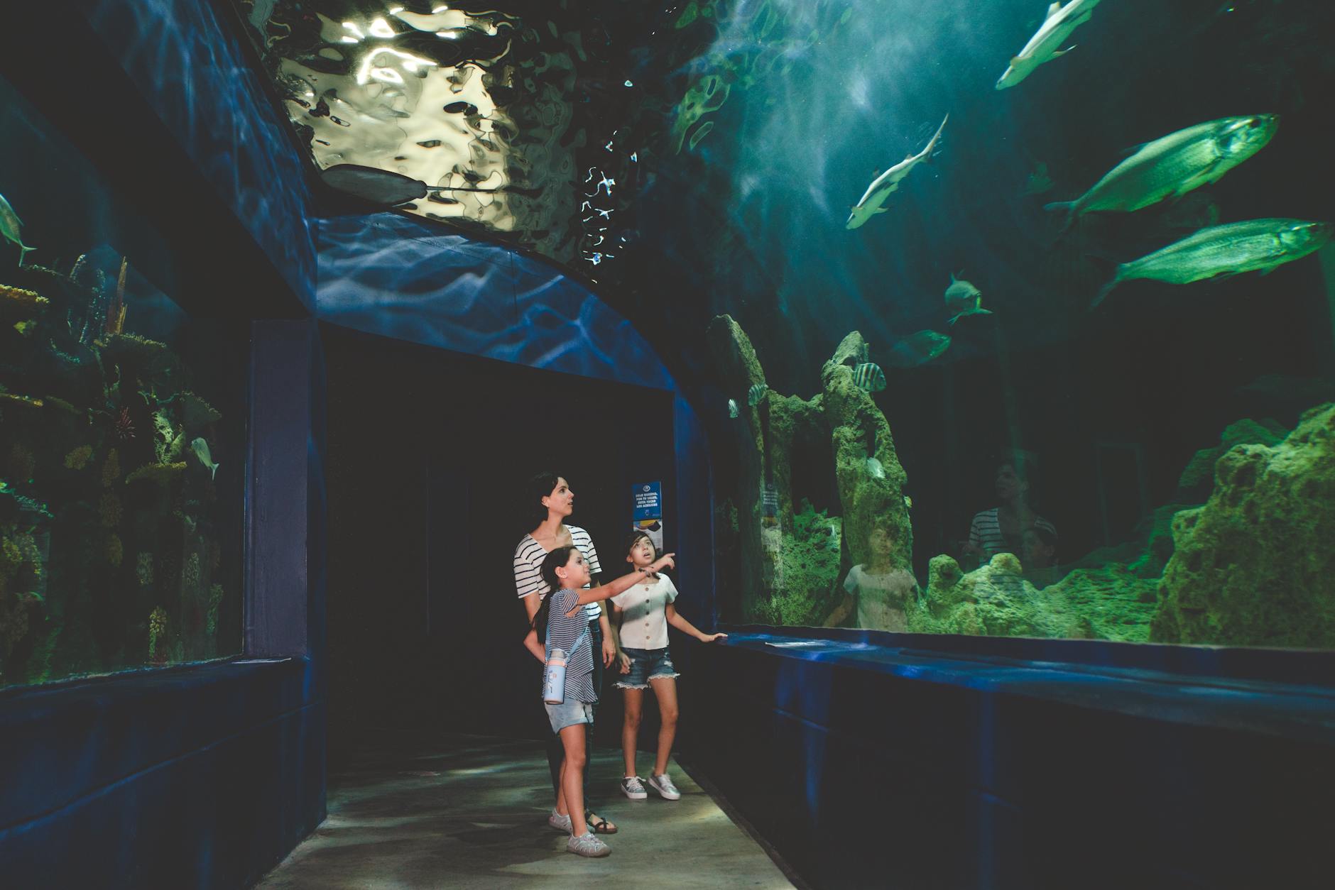Family with children watching sharks and tropical fish in large aquarium tank at Lisbon Oceanarium