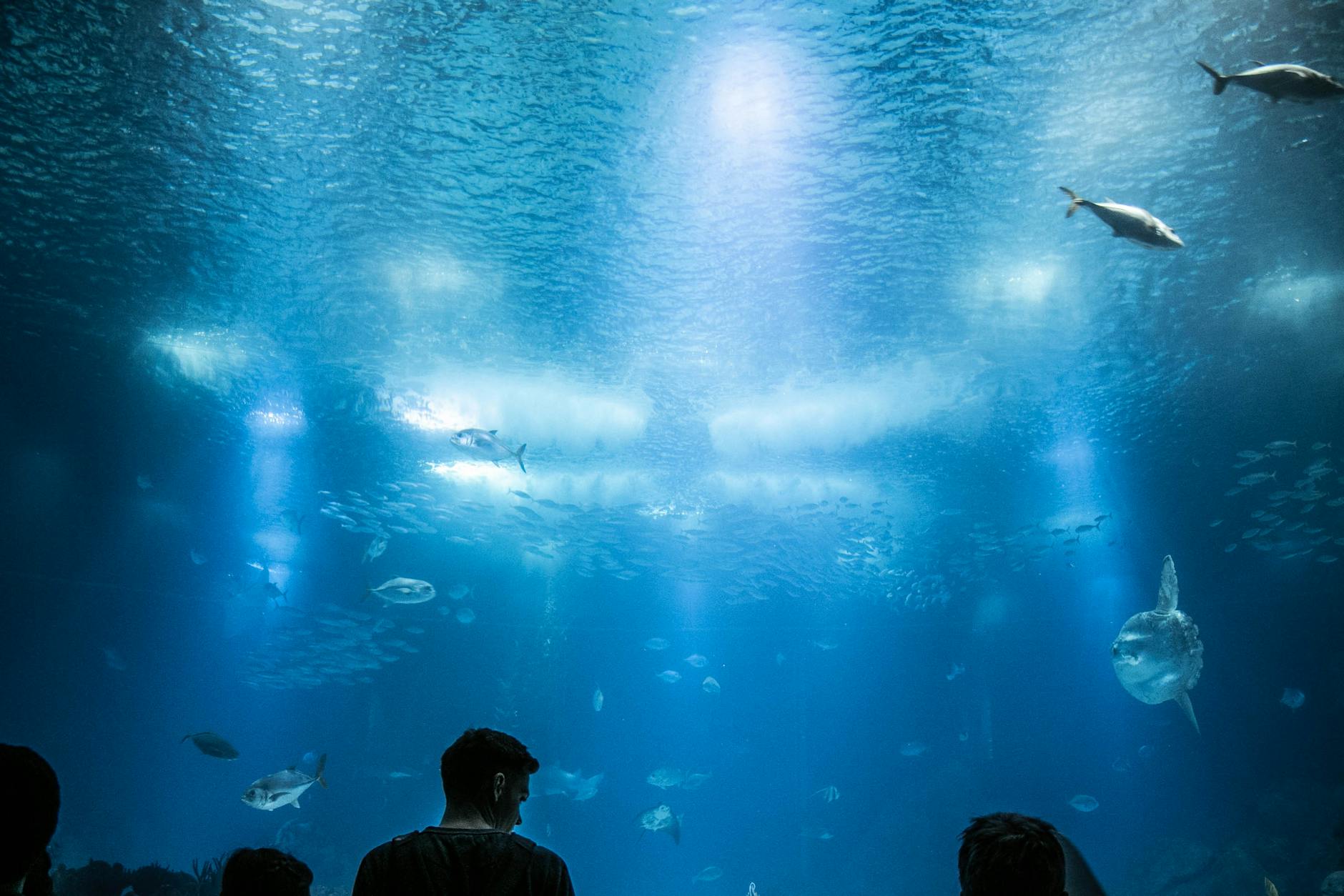 Marine life in the Lisbon Oceanarium, one of Europe's best aquariums