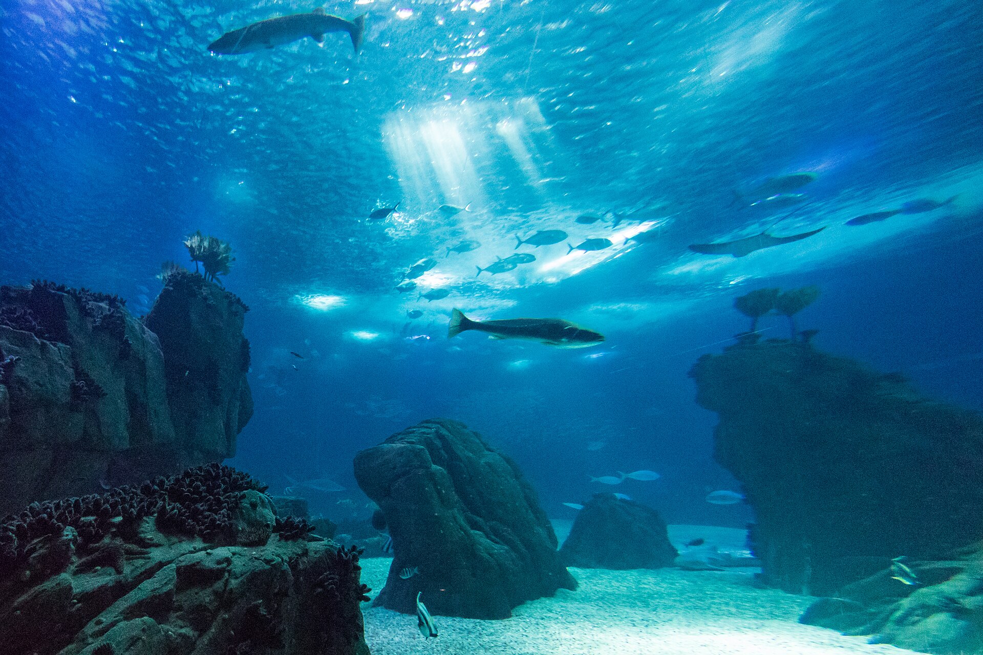 Fish swim between rocks and shafts of light in the vast blue central tank at Lisbon Oceanário.