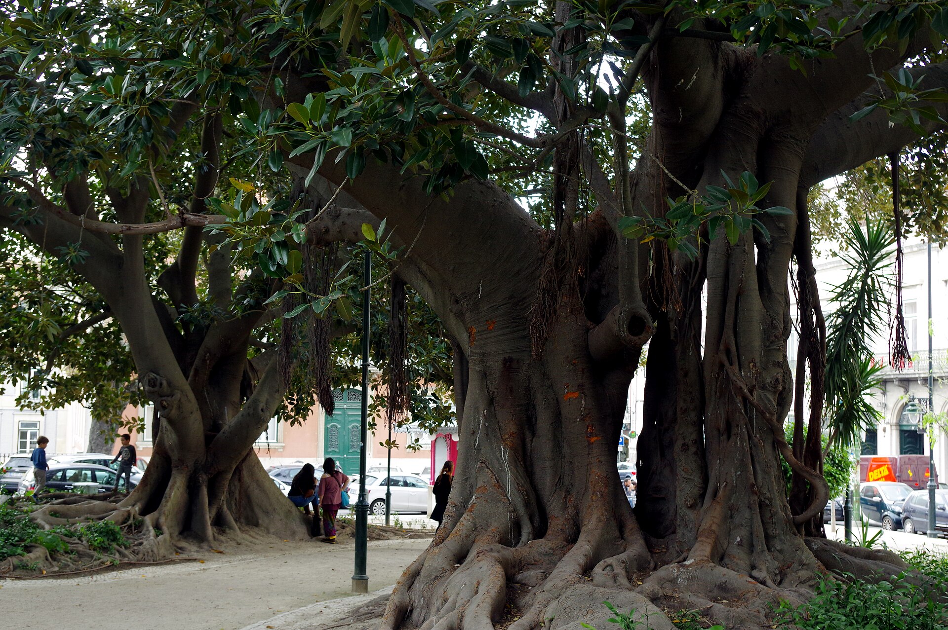Huge trunks and hanging roots shade a path in Lisbon's Jardim do Príncipe Real, with pedestrians and pastel buildings beyond.