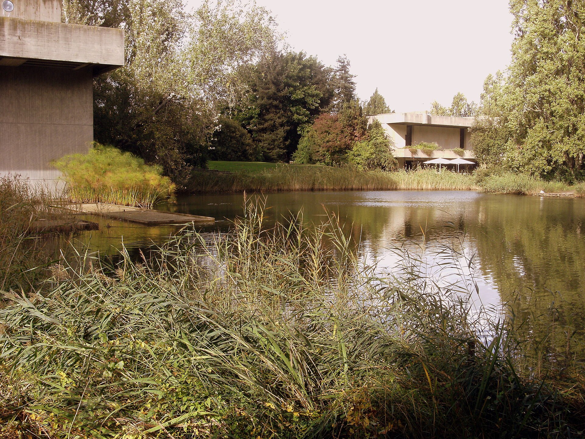 Reeds fringe a pond in Lisbon's Gulbenkian gardens, with trees and low concrete buildings reflected in the water.