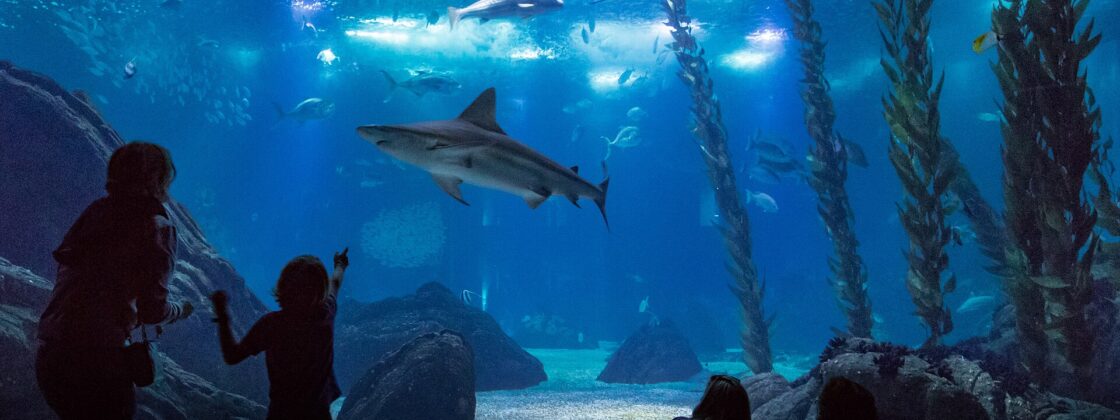 Visitors watch a shark glide past the large central tank window at Lisbon Oceanário, with rays and fish overhead.