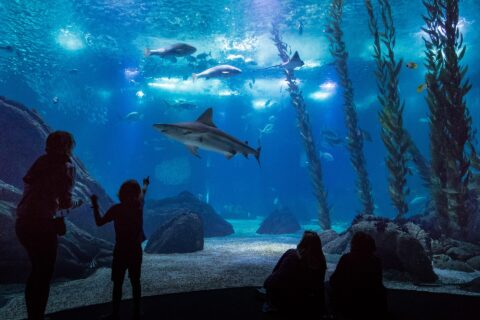 Visitors watch a shark glide past the large central tank window at Lisbon Oceanário, with rays and fish overhead.