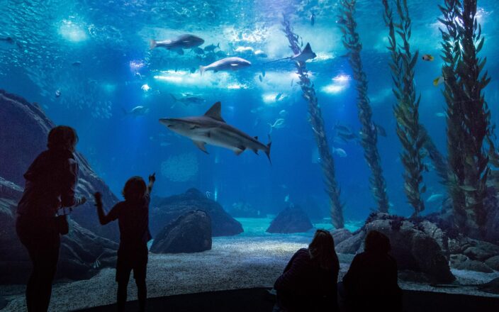 Visitors watch a shark glide past the large central tank window at Lisbon Oceanário, with rays and fish overhead.